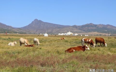 敕勒歌的意思和解释（敕勒歌古诗解析 ）