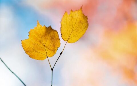 秋天的景色描写的小段（描写秋天的段落摘抄）