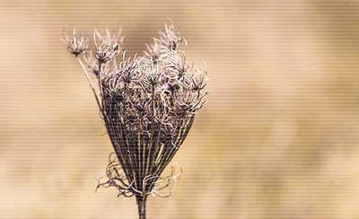 职业生涯危机的十种表现
