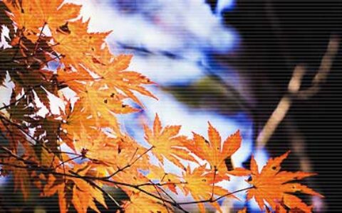 职场谋略的中庸之道