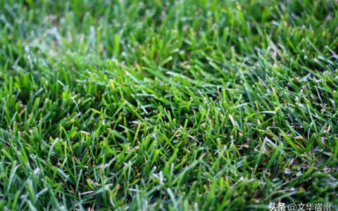 野火烧不尽春风吹又生是哪首古诗（草古诗原文欣赏）