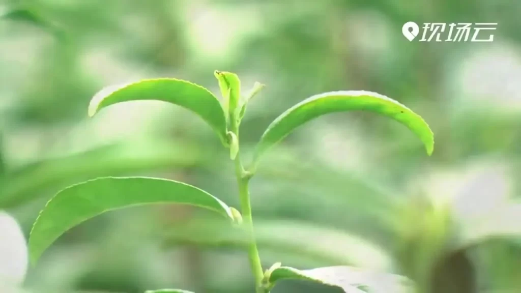 你是人间四月天的文案 你是人间四月天歌曲文案