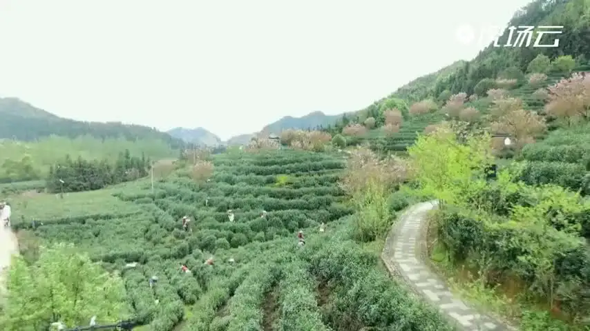 你是人间四月天的文案 你是人间四月天歌曲文案