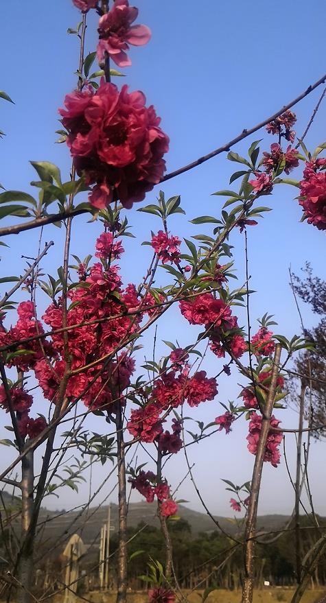 山桃花的唯美抒情散文(唯美抒情散文800字)