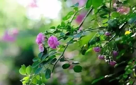 现代诗歌精选短篇（现代诗10首简短加赏析）