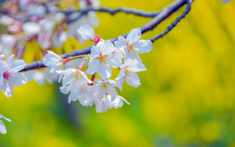 关于春天的资料有哪些（与春天有关的句子）