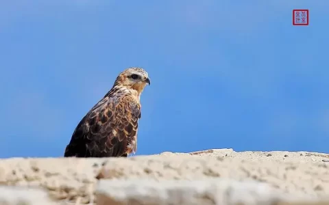 赞美鹰的古诗词句摘抄