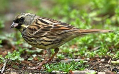 小麻雀老舍原文（小麻雀老舍好词好句）