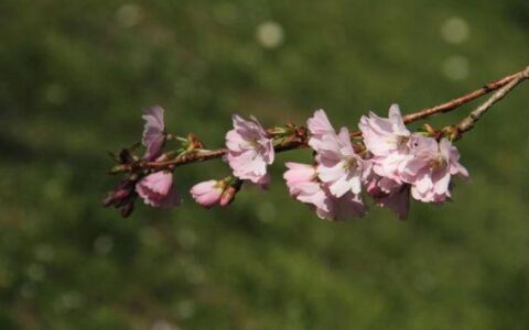 王安石这首《杏花》很美，也是达到了诗中有画，画中有诗的境界！