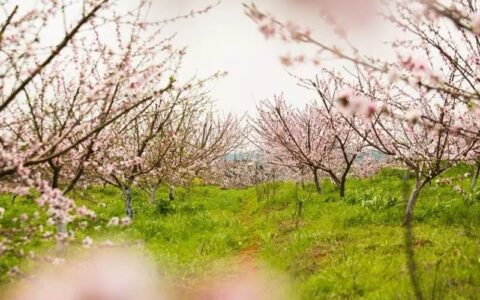 冰心描写春天的现代诗简短（关于春天的诗歌）