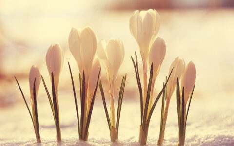 最打动女孩子的话真心话（让女孩子感动的情话说说）