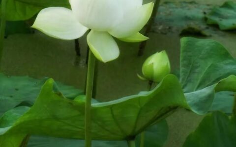 许你东风万里，一世柔情，我在雨巷等你归来