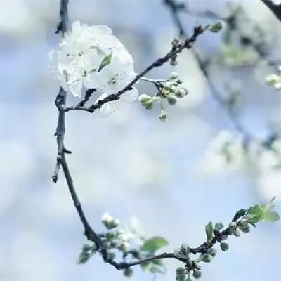 花落一身香，随风潜入梦