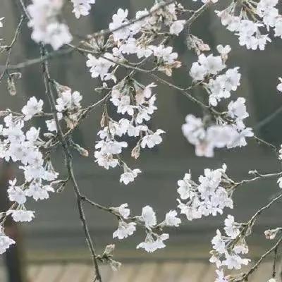 花落一身香，随风潜入梦