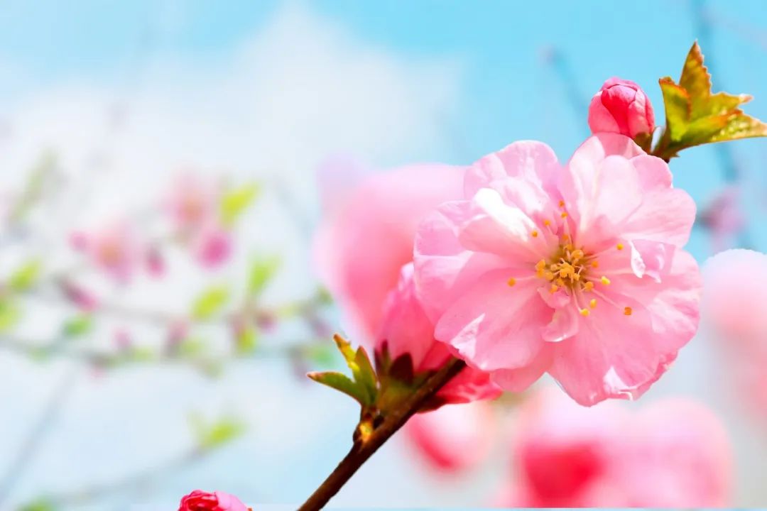 30首春日诗词，杏花烟雨，草木生香，共赴一场春日盛宴
