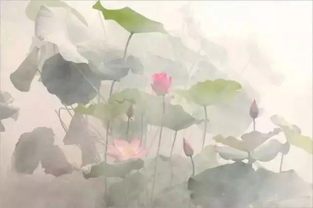 一朵荷花拍41年，72岁老人一生只做一事，第一张就惊艳了