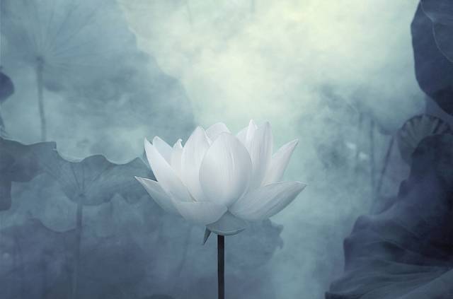 一朵荷花拍41年，72岁老人一生只做一事，第一张就惊艳了