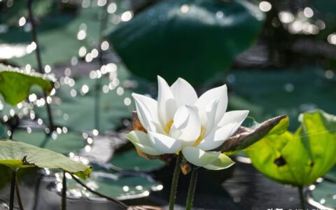 荷花的句子唯美短句（赞美荷花的有名古诗）