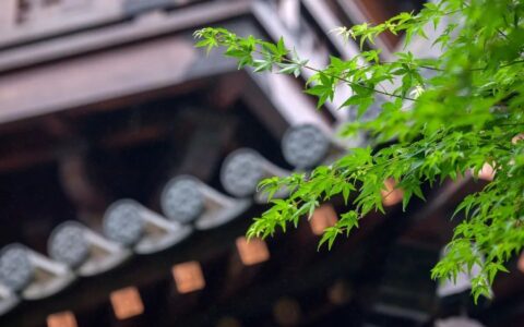 长歌行的诗意简短（长歌行的译文和赏析）