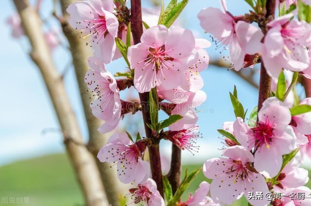 春天，必吃的6种“树上花”！清火养肝，采摘短，现在正是好时候