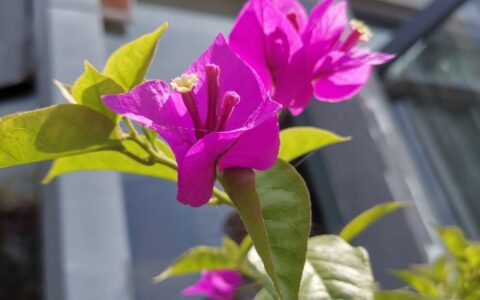 经典散文：徐志摩《认识你真好》