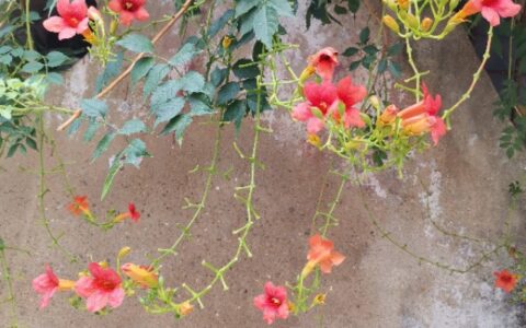 经典散文：莫言《你若懂我，该多好》