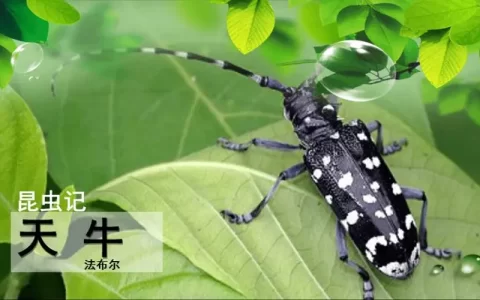 昆虫记简介与主要内容(昆虫记精彩片段摘抄)