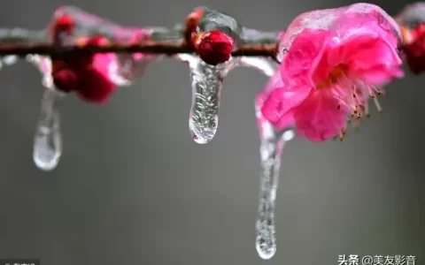 咏梅的诗句古诗大全（寒梅傲骨经典句子）