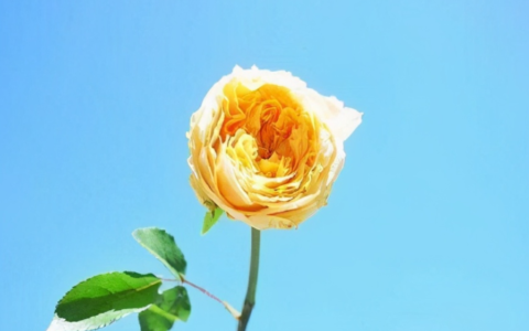 经典人生哲理短句（人生的经典短句子）