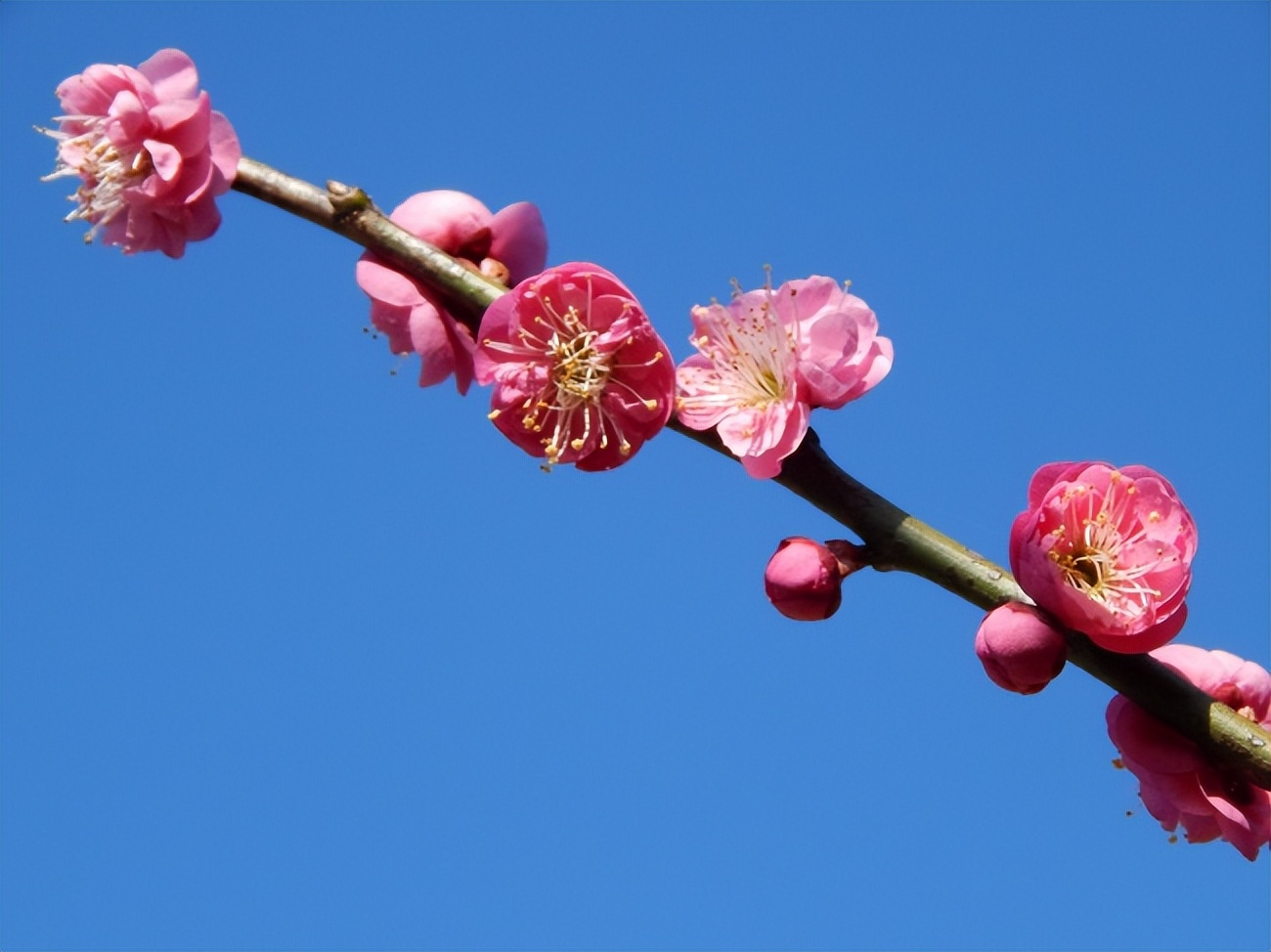 史上精彩动人的8首《虞美人》词排名，前两名伯仲之间，难分高下