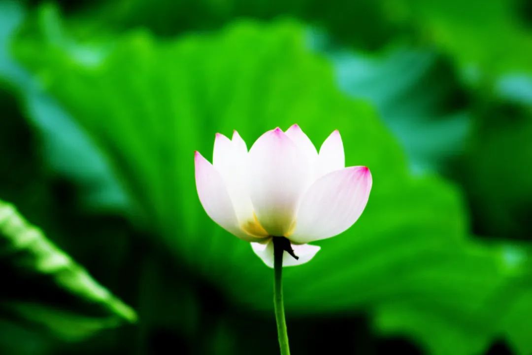 李白最温柔的10首诗词：树深时见鹿，溪午不闻钟