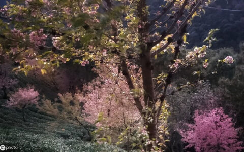 王安石的诗有哪些古诗（王安石最著名10首诗）