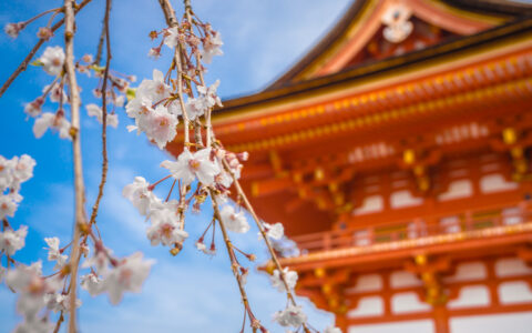 大林寺桃花古诗的意思翻译(大林寺桃花古诗赏析)