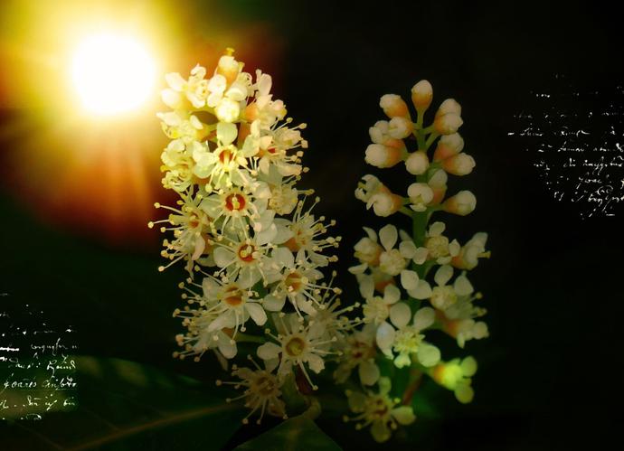 王维诗中的幽静美，短短20字，沉醉了千年的时光！