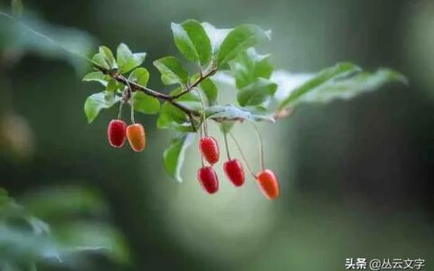 借景抒情的诗句赏析（古诗借景抒情的例子）