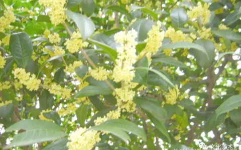 八月桂花香的诗句有哪些（赞美桂花香扑鼻的诗句）