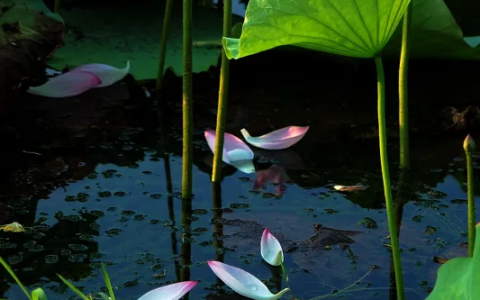 侧坐莓苔草映身的上一句是什么（小儿垂钓诗词赏析）