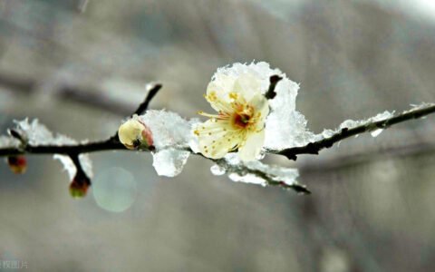 墨梅王冕古诗译文（墨梅全诗翻译）