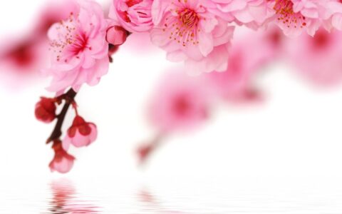 关于樱花的唯美短句（适合发樱花的文案）