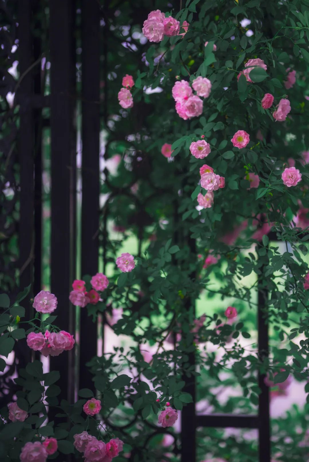 6首唯美蔷薇诗词，蔷薇花满架，不语也倾城