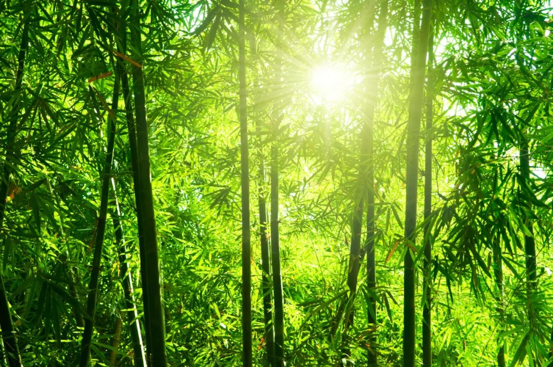 《全唐诗》中最美的一首夏日诗，太治愈，最后14字惊艳后世1100年