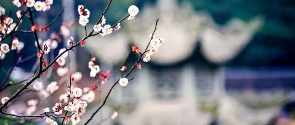 如梦令其二李清照词（如梦令全词欣赏）