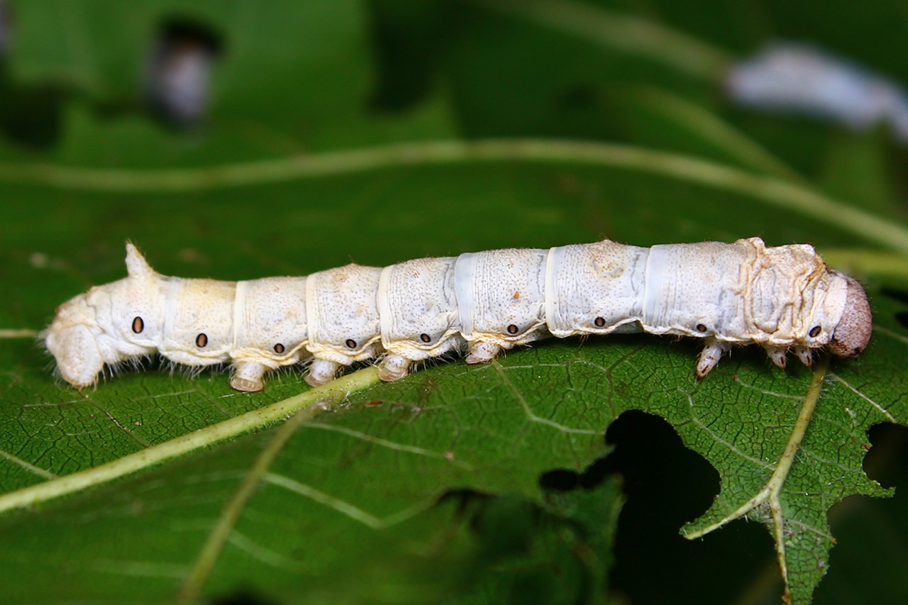 春蚕到死丝方尽的成语（春蚕到死丝方尽的寓意）
