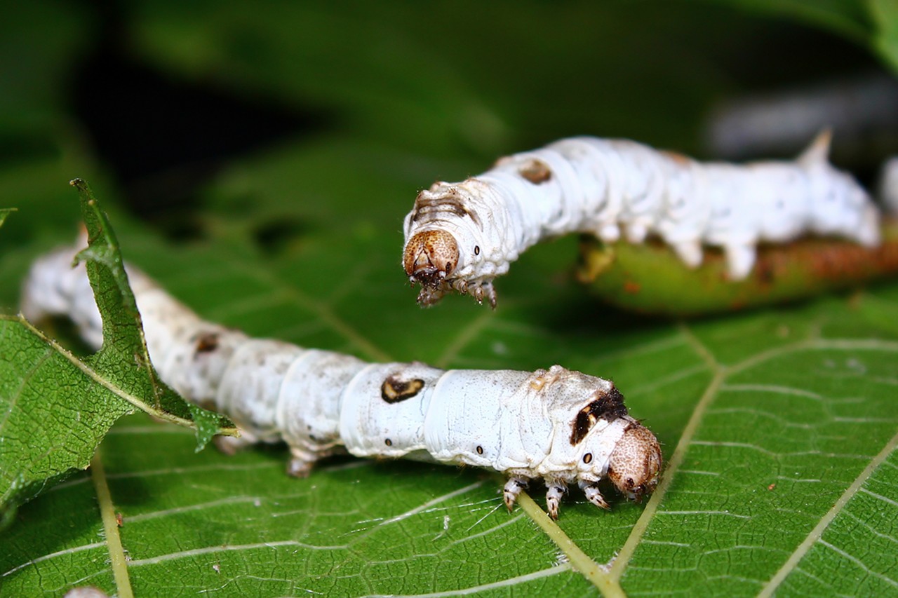 春蚕到死丝方尽的成语（春蚕到死丝方尽的寓意）