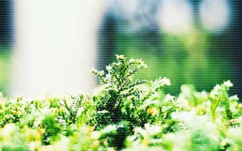 人生彩虹总在风雨后