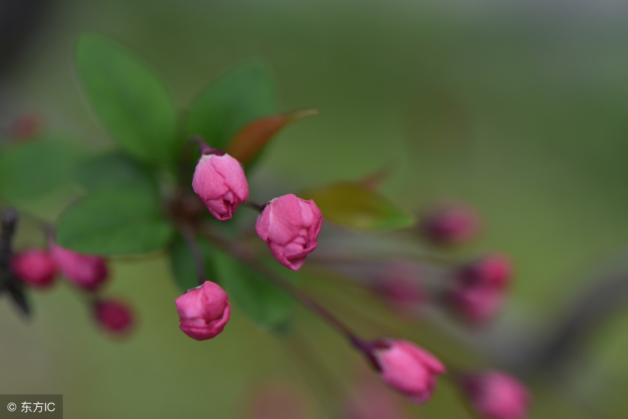 反衬是什么意思举例（衬托手法的使用技巧）