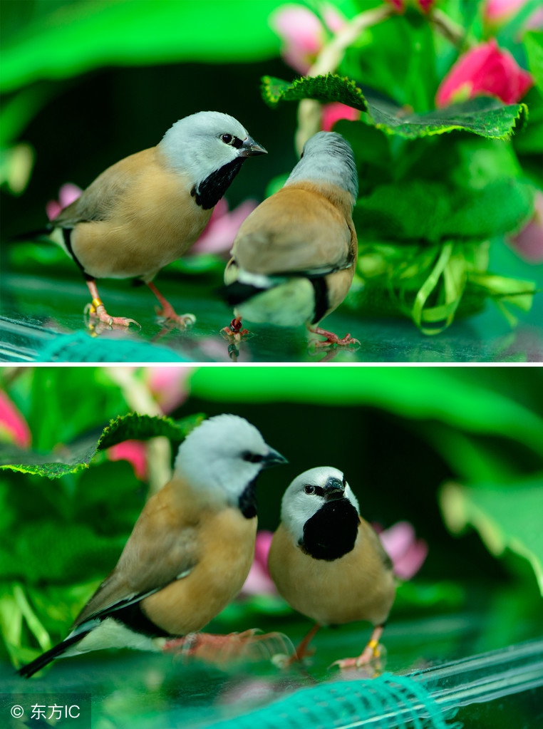 反衬是什么意思举例（衬托手法的使用技巧）