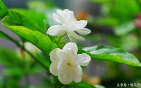 十六字令格律要求（十六字令词这么写）