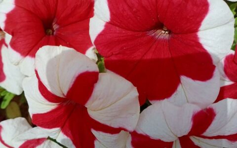 描述庭院花草诗句（形容自家小院惬意的句子）