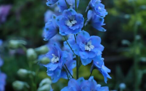 诗歌的语言风格有哪些（10种常见的诗歌语言风格）